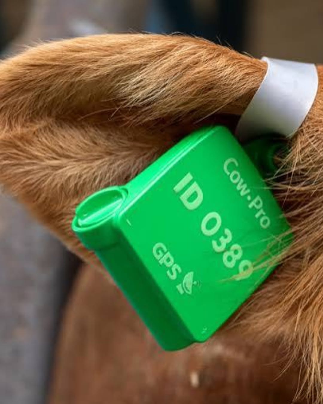 Detalj GPS ušne markice CowPro na uhu goveda