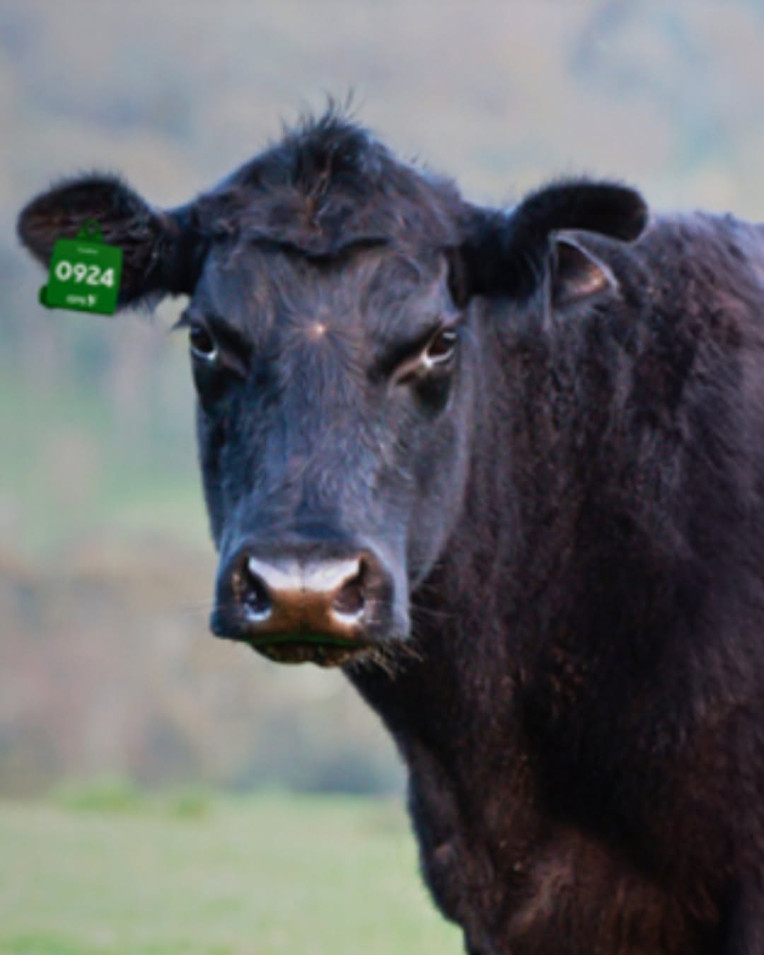 Crno goveče sa GPS uređajem CowPro na uhu